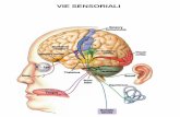 VIE SENSORIALI - omero.farm.unipi.itomero.farm.unipi.it/matdidFarm/14/07-03-12.pdf · RECETTORI SENSORIALI (b) Recettore nervoso complesso RECETTORI SENSORIALI (c) Recettore dei sensi