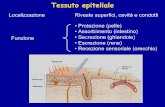 Tessuto: insieme di cellule simili che svolgono la ... · Tessuto epiteliale di rivestimento: Caratteristiche • uno o più strati contigui di cellule • mancanza di sostanza intercellulare