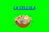 LA CELLULA - maestroalessandro.weebly.com · TESSUTO CONNETTIVO (ossa, sangue, tendini…) TESSUTO NERVOSO (cervello, midollo spinale, nervi) TESSUTO EPITELIALE (pelle) TESSUTO MUSCOLARE