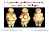 L'apparato genitale femminile: anatomia e fisiologia · L'apparato genitale femminile: anatomia e fisiologia Dr. Giuseppe Fariselli, Specialista in Oncologia Studio medico via G.