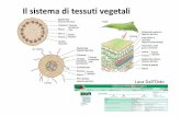 Il sistema di tessuti vegetali - Home Page … fondamentale tra la cellula animale e la cellula vegetale: la presenza di una parete Cellule cementate l’una all’altra per ... L’accrescimento