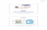 Citosol Ribosomi Sintesi delle proteine nei ribosomi Citos_Ribos... · 18/11/2016 5 I tre ruoli dell’RNA nella sintesi proteica L’RNA messaggero (mRNA) porta l’informazione