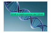 DNA e replicazione del DNA - homepage — Unife · Filamento vecchio di DNA Filamento nuovo di DNA I due filamenti di DNA parentale si separano e ciascuno serve da stampo per la sintesi