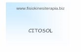 Citosol e ribosomi - FISIOKINESITERAPIA-NEWS.ITfisiokinesiterapia-news.it/NewDownload/Citosol e ribosomi.pdf · 9I ribosomi aderiscono alla membrana del RER in corrispondenza della