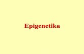 Mechanizmy epigenetickej kontroly a vizualizácia ...biocentrum.zf.jcu.cz/docs/ruzne/ruz-Epigenetika-PF-c6a8a32a05.pdf · Samotný epigenom je tvořen během buněčné diferenciace
