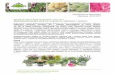 KOLEKCJA LEROY MERLIN WIOSNA-LATO 2017 … · Pelargonia ogrodowa (Pelargonium hortorum) Petunia ogrodowa (Petunia×hybrida) Rozmaryn lekarski (Rosmarinus officinalis) Lebiodka (Origanum