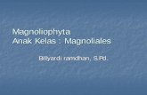 Magnoliophyta Anak Kelas : Magnoliales · Daun Jarang berdaun lebar,jarang bersifat majemuk, sistem pertulangan tidak sedikit ragamnya, ... sampai pembuahan relatif pendek. Sel kelamin