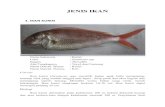 JENIS IKANkhodijahismail.com/wp-content/uploads/2018/03/jenis-ikan.pdfcucut hasil tangkap nelayan bisa mencapai panjang 200 cm. Ekologi Ikan cucut merupakan jenis ikan yang soliter,