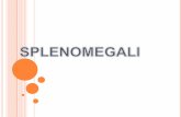 SPLENOMEGALI - blf.net Splenomegali 140206.pdf · TILL SPLENOMEGALI ITP Hemolys ... Akut benmärg och Lp visar inga malignitetstecken! ...