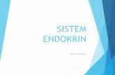 SISTEM ENDOKRIN - herlina.lecture.ub.ac.id · Ex: pulau langerhans (pankreas glukagon dan insulin) Berupa ORGAN ENDOKRIN ... mendorong pertumbuhan seluruh tubuh terutama ephypise