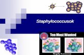 Staphylococcusok - ftp.ch.bme.huftp.ch.bme.hu/oktatas/konyvek/biokemia/human_mikrobi/... · 7. Urogenitalis fertőzések Balanitis Cystitis Pyelonephritis Vesetályog 8. Kardiovaszkuláris