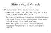 Sistem Visual Manusia - Gunadarma Universitykarmila.staff.gunadarma.ac.id/Downloads/files/16037/Pertemuan02...Sistem Visual Manusia 3 • Fovea di bagian retina terdiri dari dua jenis