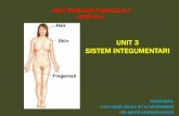 UNIT 3 SISTEM INTEGUMENTARI - yeddah.net 3.pdf · termasuklah organ aksesori ... (phasil protein keratin), melanocyte dll