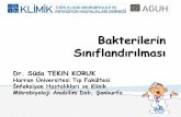 Dr. Süda TEKiN KORUK - klimik.org.tr · 1 Ocak 1980 bakteri nomenklatürü için balang ... • psikrofil - 4 ° to 20 ° C • mezofil - 20 ° to 45°C (patojenler) Bakterilerin
