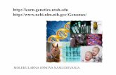 PowerPoint Presentationbio.bg.ac.rs/materijali_predmeta/genetika-prvi-cas-2.pdf · Osnovne karakteristike genetičkog materijala • čuvanje genetičke informacije – u strukturi