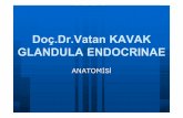 Doç.Dr.Vatan KAVAK GLANDULA ENDOCRINAE · v.cava inferior’a, solda v.renalis sinistra’ya açılır. HipofizBüyümeden üremeye, su emiliminden kan basıncı dengesine kadar