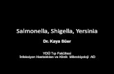 Salmonella, Shigella, Yersiniadocs.neu.edu.tr/staff/kaya.suer/salmonella, shigella, yersinia... · Salmonella enterica ... –Salmonella subgroup 6: S.cholerasuis subsp ... –En