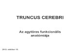 TRUNCUS CEREBRI - anatomy.szote.u-szeged.huanatomy.szote.u-szeged.hu/Anatomy2/static/hu/tantermi/nogradi/... · Makroszkópos anatómia I. • Medulla oblongata (bulbus): pyramis,