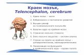 Краен мозък , Telencephalon, cerebrumnikolai.lazarov.pro/lectures/2014-2015/dental_medicine/neuro... · Hemispherium cerebri, cerebralis три повърхности :