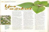 mattiasbiologi.semattiasbiologi.se/Ljus i mörkret.pdf · utbredmngsområdet kir bladen mycket små och háriga. ... en smávuxen art med tjocka, lite suckulenta blad, ... har vita