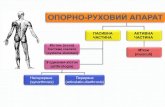 ПАСИВНА АКТИВНА ЧАСТИНА Кістки (оssa)anatom.in.ua/wp-content/uploads/4.-ARTROLOGIA-UKR.pdf · (arthrologia) Неперервне (synarthrosis) Перервне