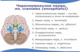 Черепномозъчни нерви, nn. craniales (encephalici)nikolai.lazarov.pro/files/peripheral_nervous_system_bg/Cranial... · VII. N. facialis VIII.N. vestibulocochlearis