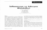 nflamasyo n ve Adezyon Molekülleri - dirim.com‡nflasamasyon ve Adezyon... · nodosa, dev hücreli artrit skleroderma ve SLE'li hastalarda yüksek olarak bulunmu˛ ancak hastalık