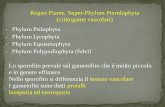 Regno Piante, Super-Phylum Pteridophyta (crittogame vascolari) · Lo sporofito prevale sul gametofito che è molto piccolo Regno Piante, Super-Phylum Pteridophyta (crittogame vascolari)