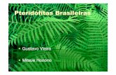 363fitas Brasileiras Pronto ) - fernandosantiago.com.br · Existem apenas dois gêneros atuais, Psilotum ee Tmesipteris , o primeiro característico de regiões tropicais e o segundo