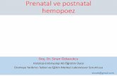 Prenatal ve postnatal hemopoez - acikders.ankara.edu.tr · Monofiletik Hemapoez Teorisi •Tüm kan hücrelerinin kökeninin tek bir hemapoetik kök hücreye dayandığı teorisidir