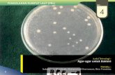PENGOLAHAN RUMPUT LAUT (PRL) NO : 4 - … unggulan/Agar-agar untuk... · Abstrak : Agar bakto adalah agar-agar khusus yang digunakan sebagai media pertumbuhan mikroorganisme, biasanya