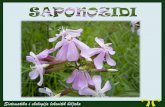 Мnоgе bilјkе sаdržе supstаncе zvаnеnasport.pmf.ni.ac.rs/materijali/2390/08 SaponozidiTanini.pdf · Ordo: Caryophyllales Familia: Caryophyllaceae Herniaria glabra (sitnica,