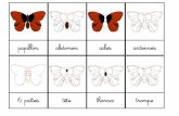 Télécharger mes cartes au format PDF - netln.orgAnatomie].pdf · papillon antennes 6 pattes tête thorax trompe abdomen ailes. ailes antérieures ailes postérieures. Created Date: