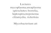 Lectures spirochetes-borrelia, leptospira,treponema ... · Lectures mycoplasma,ureaplasma spirochetes-borrelia, leptospira,treponema chlamydia, rickettsia Mycobacterium att