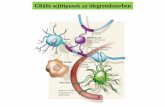 Gliális sejttípusok az idegrendszerben - MTA KOKI fileGliális sejttípusok az idegrendszerben * Schwann sejtek pericelluláris perinodális asztrociták * II. típusú asztrociták