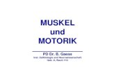 MUSKEL und MOTORIK · 2016-10-14 · MUSKEL und MOTORIK _____ PD Dr. B. Gaese Inst. Zellbiologie und Neurowissenschaft Geb. A, Raum 110