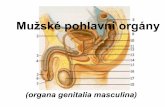 Mužské pohlavní orgány - Veřejné služby … popis: • ovoidního tvaru, oploštělé • délka 4 cm • šířka 2,5 cm • váha 20–25 g • uložený v šourku • levé