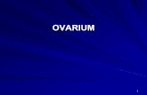 OVARIUM - users.atw.huusers.atw.hu/aokszote/download.php?fname=./02] PREKLINIKAI MODUL... · I.5 BRENNER TUMOR ritka, solid, általában egyoldali ovarium tumor b