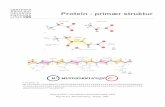 Protein - primær strukturraz/kurser/protein_handout.pdf · Protein - primær struktur ... (3 chain of hemoglobin) (d) Tertiary structure The four separate chains of hemoglobin assembled