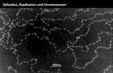 Zellzyklus, Replikation und Chromosomen - astrolehrbuch.de · Wiederholung: Größenverhältnisse im DNA-Molekül 3‘ 5‘ Das größte menschliche Chromosom enthält 247 Millionen