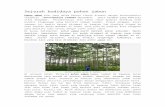 sejarah budidaya pohon jabon file · Web viewPohon Jabon atau yang dalam bahasa ilmiah disebut dengan Anthocephalus chinensis /antocephalus cadamba merupakan jenis tanaman yang memiliki