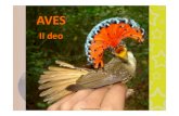 AVES - nasport.pmf.ni.ac.rsnasport.pmf.ni.ac.rs/materijali/2210/07. Aves II.pdf · AVES II deo Onychorhynchus. Ordo Falconiformes • Obuhvata oko 300 vrsta, rasprostranjene su po