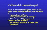 Cellule del connettivo p.d. - Siti Personali | Libero ...digilander.libero.it/perossisoma/04 TCPD_16_B.pdf · ameboide+fa gocitosi . La fagocitosi . ... metabolici, ma anche a ridurre