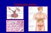 Endokrinná sústava - fns.uniba.sk · –Relaxínstimuluje relaxáciu synphysis osis pubis a dilatáciu krčka maternice (cervix uteri) pri pôrode. •Placenta –Produkuje chorionový