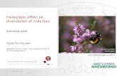 Hedeplejes effekt på diversiteten af vilde bierbios.au.dk/.../Fagdatacentre/Biodiversitet/Symposiefiler/13HedeplejesEffektHjalteRo.pdf · (insektarium.net) Alpha-diversitet 25/01/2019