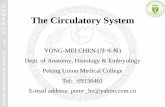 The Circulatory System - PUMCanatomy.sbm.pumc.edu.cn/mobile/files/pdf/Histology_Embryology/7...The Circulatory System ... Histology & Embryology Peking Union Medical College Tel：69156461