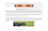 Adnexa till SKK.kortare · TRIKIASIS Pälshår runt ögat släpar/skaver mot ögat. Trikiasis ses särskilt hos hundar med bred och kort nos och ofta även ett stort nosveck. Ett