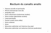 Rectum és canalis analis - anatomy.szote.u-szeged.huanatomy.szote.u-szeged.hu/.../2015...canalisanalis.pdf · 1 Rectum és canalis analis • Flexura sacralis et perinealis • Plicae