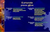 Eumycota prave gljive - Насловнаbiolozi.bio.bg.ac.rs/attachments/article/3678/VI Mik 2017.pdf · obligatni egzoparaziti artropoda,