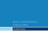 C. Basic Anatomical Structureselearning.kocw.net/.../2015/honam/limkyoungyuel/13.pdf · 2016-09-09 · The Limbic System A set of brain structures: the hippocampus, amygdalae, anterior